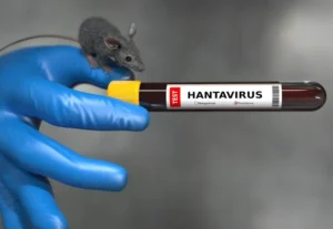Hantavirus @ Giovanni Cancemi / stock.adobe.com