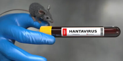 EGORA – Hantavirus : le protocole méningite retenu pour la définition d’un cas contact