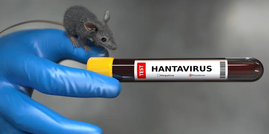Hantavirus @ Giovanni Cancemi / stock.adobe.com