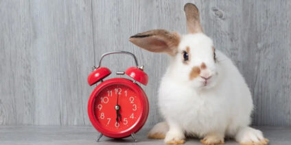 EGORA – Rendez-vous médical non honoré : le Gouvernement déterre la “taxe lapin”