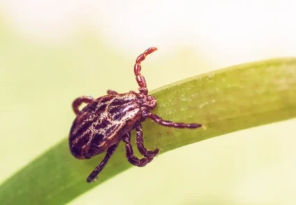 EGORA – Maladie de Lyme : les patients dénoncent les nouvelles recommandations de la HAS
