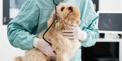 EGORA – Des vétérinaires en appui des médecins dans les déserts : la proposition insolite d’un groupe de sénateurs